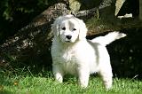 GOLDEN RETRIEVER 971